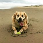 Profile Picture of adri:perkins,kami (@adrizingara2015) on Instagram