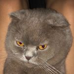 Profile Picture of Gacek (@scottishgacek) on Instagram