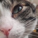 Profile Picture of Wanda (@wanda_the_cat_) on Instagram