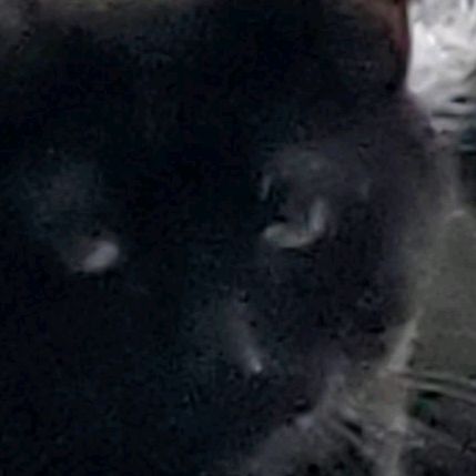 Profile Picture of Christopher Grenier (@gamer.rexi) on Tiktok