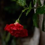 Profile Picture of Gavin Jackson (@gavin_jackson_photo) on Instagram