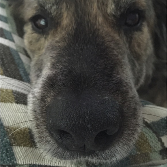 Profile Picture of Maureen Mazzucca (@zooks05) on Poshmark