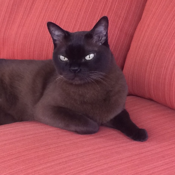 Profile Picture of Lisa Paglino (@lisausa) on Poshmark