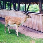 Profile Picture of Anne Zwick (@anne_kaffeekanne85) on Instagram