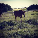 Profile Picture of pamela,newton❤🐎 (@cavaliere_de_roquebere) on Instagram