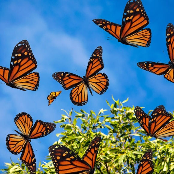 Profile Picture of Skylar Leitl (@skylaraleitl08) on Poshmark