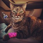 Profile Picture of Sarah Jean Peklo (@bellapaca) on Instagram