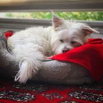 Profile Picture of Ridley Jo (@ridley_jo) on Instagram