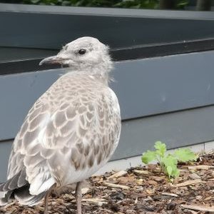 Tom Erik Ottesen - Twitter Profile Picture of Tom Erik Ottesen (@TomErikOttesen1) on Twitter