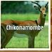 Profile Picture of Nathan Chitauro (@nathan.chitauro.50) on Facebook