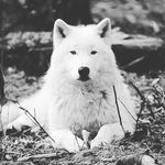 Profile Picture of Bianca ikeda Barroso (@biancaikedabarroso) on Instagram