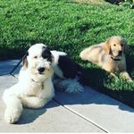 Profile Picture of Chance & Ruby (@rubychance) on Instagram