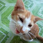 Profile Picture of Tangerine Nicholas Copernicus (@tanthemeow) on Instagram