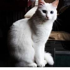 Profile Picture of Kelly K (@corin_comodo) on Twitter