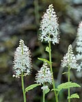 Profile Picture of Tiarella austrinaon Wikipedia