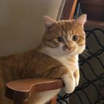 Profile Picture of Thomas Tomlinson (@_thomas_the_tabby_) on Instagram