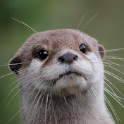 Profile Picture of UttGaming (@uttgaming5668) on Youtube