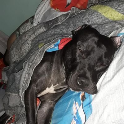 Profile Picture of Dalia Maya (@DaliaMaya13) on Twitter