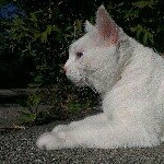 Profile Picture of Chelsea Petrich (@_dhelsea_) on Instagram