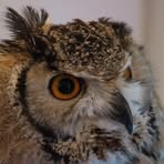 Profile Picture of Sean Fan (@fan.sean.75) on Facebook