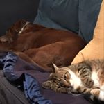 Profile Picture of Hunter & Benny Morrison (@hunterandbenny) on Instagram