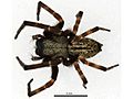 Profile Picture of Badumna longinquaon Wikipedia
