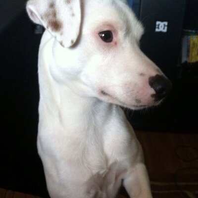 Profile Picture of Gus (@gilbert_gus) on Twitter