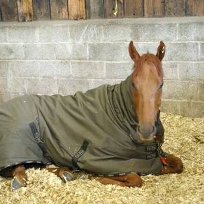 Profile Picture of Medicean Man (@MediceanMan) on Twitter