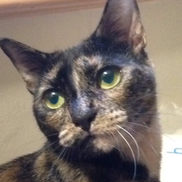 Profile Picture of Kellsie Z (@krzappa) on Poshmark