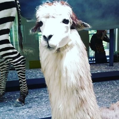 Profile Picture of Amelia Meech (@AmeliaIsRandom) on Twitter