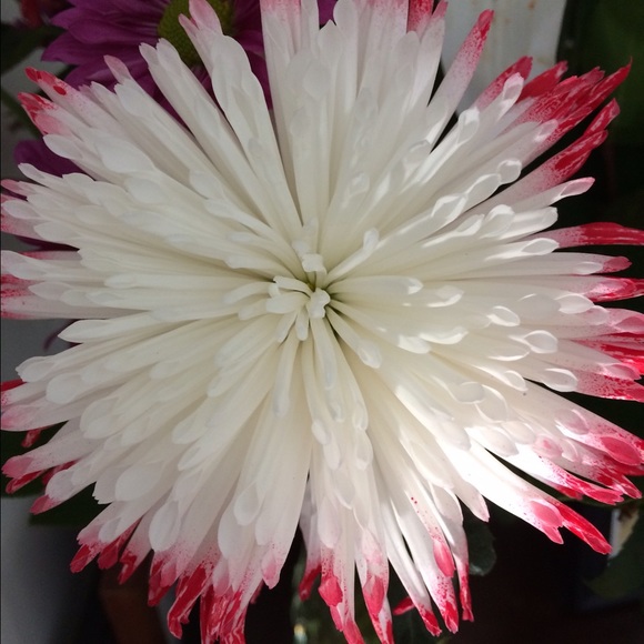 Profile Picture of Anne Glasser (@avb225) on Poshmark