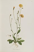 Profile Picture of Hypochaeris achyrophoruson Wikipedia