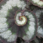 Profile Picture of Dalia Ahmed (@dalia salah) on Flickr