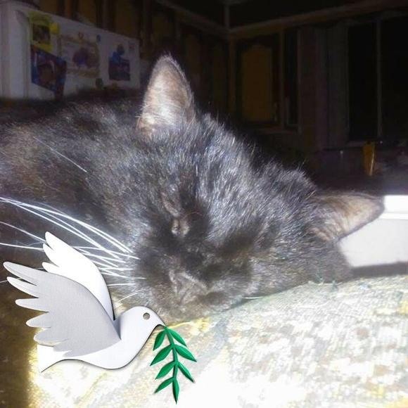 Profile Picture of Steve Lefebvre (@stelef40) on Poshmark