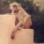 Profile Picture of Randy Mortensen (@randy.mortensen) on Instagram