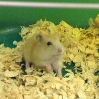 Profile Picture of Ringo Leung (@ringo-leung-14) on Quora