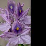 Profile Picture of julia_kelleyk (@julia_kelleyk) on Instagram