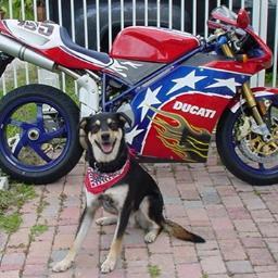 Profile Picture of Marc Conti (@121scooter) on Twitter