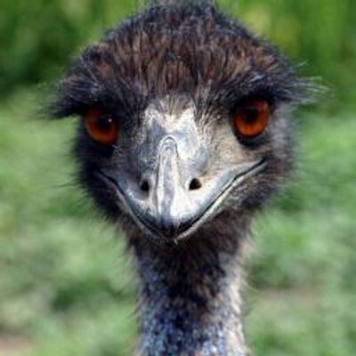 Profile Picture of Curt Hastings (@Cubbiebird) on Twitter