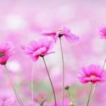 Profile Picture of Marla Wysocki (@mpinned) on Pinterest