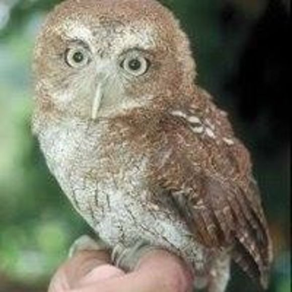 Profile Picture of Lili Glauber (@lili_glauber) on Poshmark