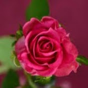 Profile Picture of Sherin Joseph (@sherinjoseph1500) on Youtube