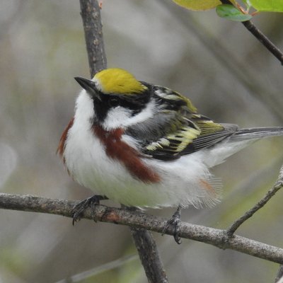 Profile Picture of Gavin McKinnon (@red_knot03) on Twitter