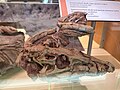 Profile Picture of Dromicosuchus - Wikipediaon Wikipedia