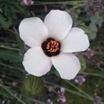 Profile Picture of Jacqueline Jeffries (@missjeff55) on Instagram