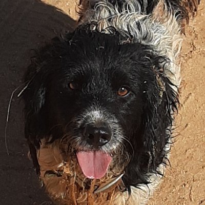 Profile Picture of Andreaspieri (@Andreaspieri1) on Twitter