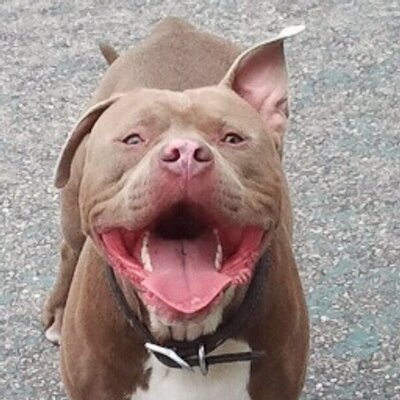 Profile Picture of Nick Alonso (@ntalonso) on Twitter