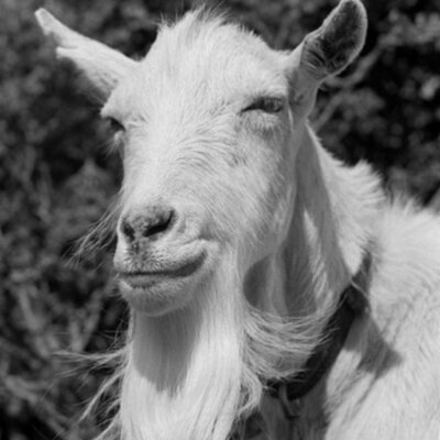 Jerold - Twitter Profile Picture of Jerold (@MurielWhiteGoat) on Twitter
