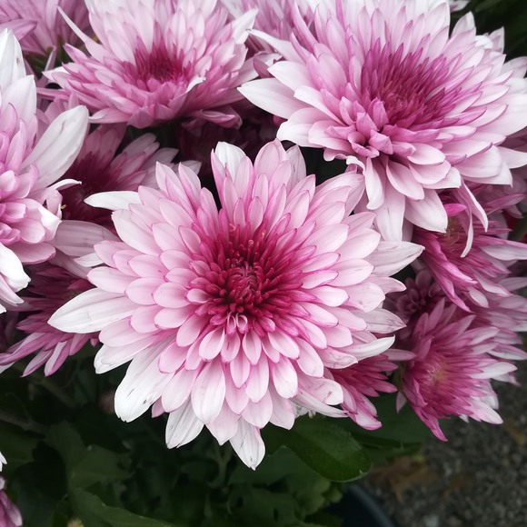 Profile Picture of Victor Morimoto (@victormorimoto) on Poshmark