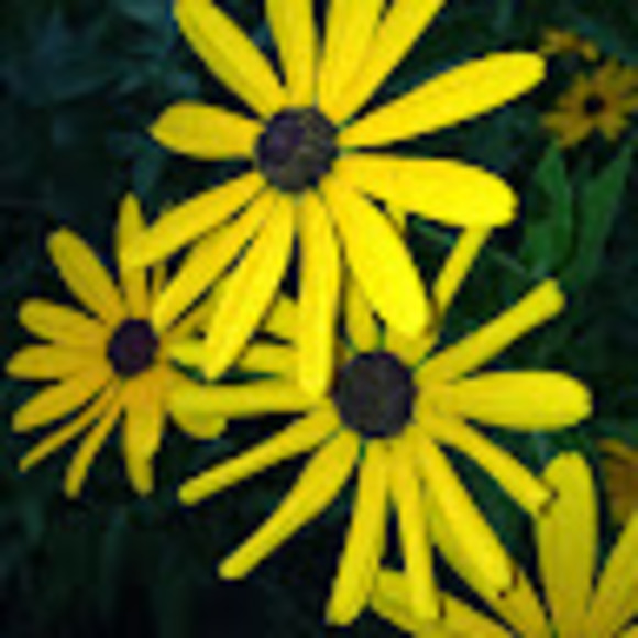 Darcy Tizzano - Poshmark Profile Picture of Darcy Tizzano (@darcywood515) on Poshmark